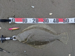 ヒラメの釣果