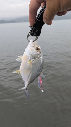 メッキの釣果
