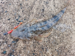 マゴチの釣果