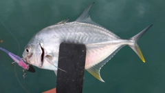 メッキの釣果