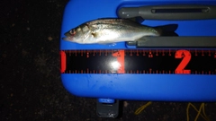 セイゴ（マルスズキ）の釣果