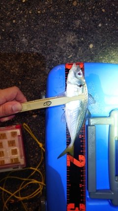 マアジの釣果