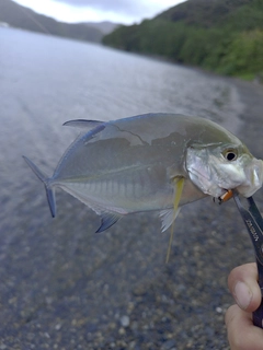 メッキの釣果