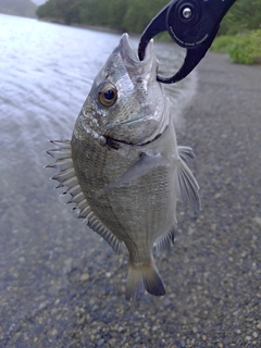 ミナミクロダイの釣果