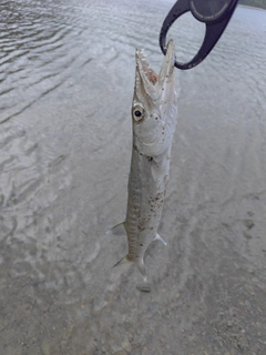 オニカマスの釣果