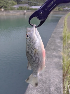 オオクチユゴイの釣果
