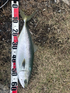ワラサの釣果