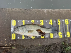 ラージマウスバスの釣果