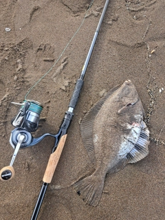 カワガレイの釣果