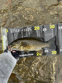 スモールマウスバスの釣果