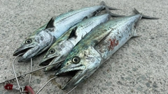サゴシの釣果