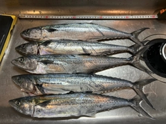 サゴシの釣果