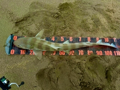 ドチザメの釣果