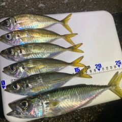 アジの釣果