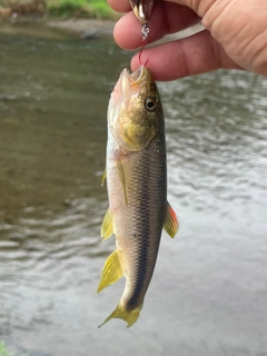 カワムツの釣果