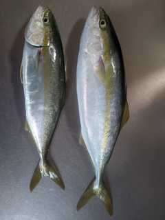 ワカシの釣果