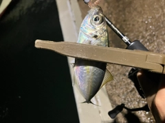 マアジの釣果