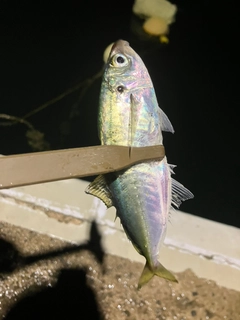 アオアジの釣果