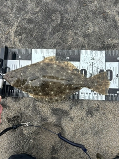 ヒラメの釣果