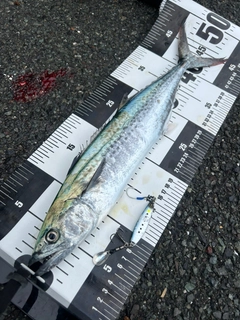 サゴシの釣果