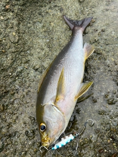 イサキの釣果