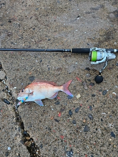 タイの釣果