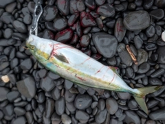 ワラサの釣果