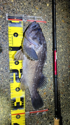 クロソイの釣果