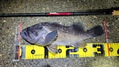 クロソイの釣果