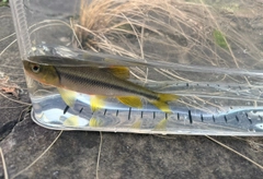 カワムツの釣果
