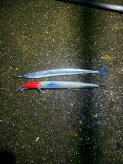 サヨリの釣果
