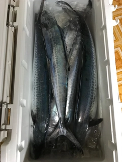 サゴシの釣果