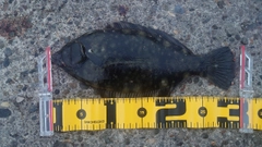 クロガシラガレイの釣果