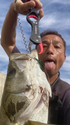 スズキの釣果