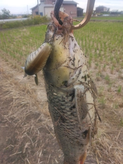 コイの釣果