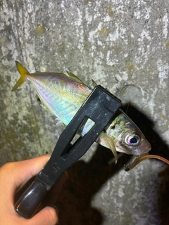 マアジの釣果