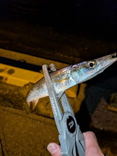 カマスの釣果