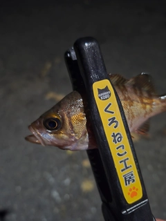 メバルの釣果