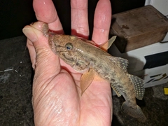 マハゼの釣果