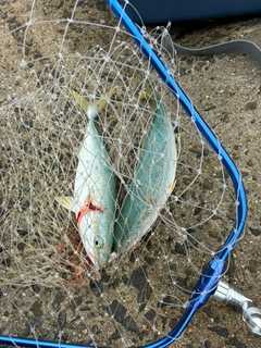 ワカシの釣果