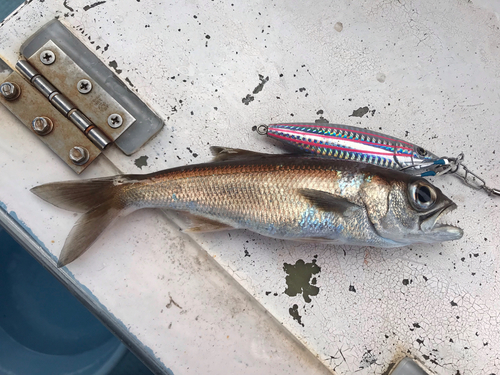 クロムツの釣果