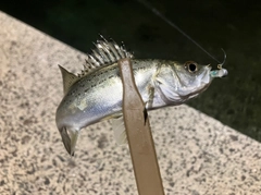 セイゴ（タイリクスズキ）の釣果