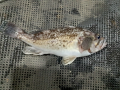 ソイの釣果