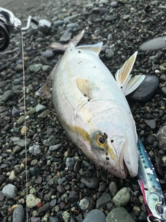 ショゴの釣果