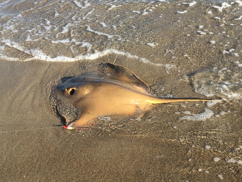 アカエイの釣果