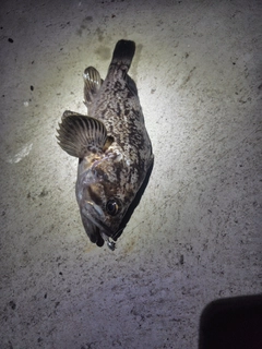 クロソイの釣果