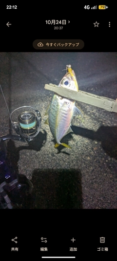 マアジの釣果