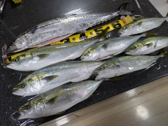 イナダの釣果