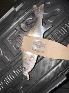 セイゴ（タイリクスズキ）の釣果