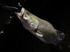 アカメの釣果